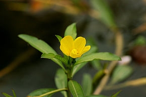 Ludwigia peploides