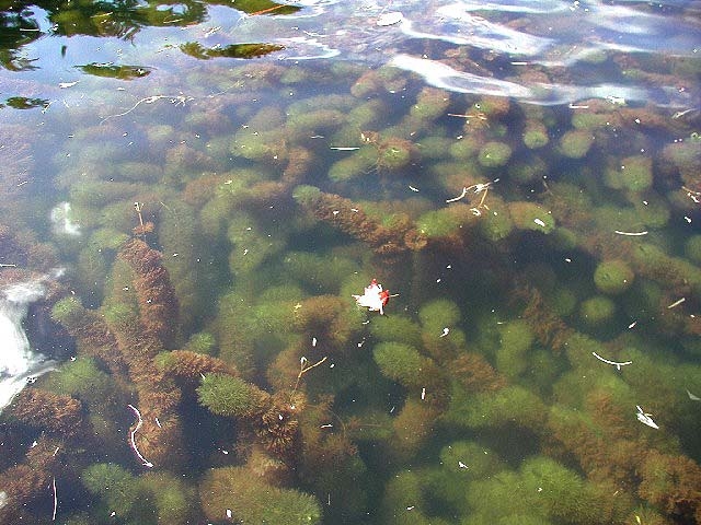 Myriophyllum heterophyllum