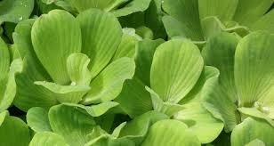 Pistia statiotes
