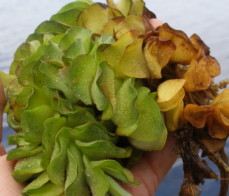 Salvinia molesta