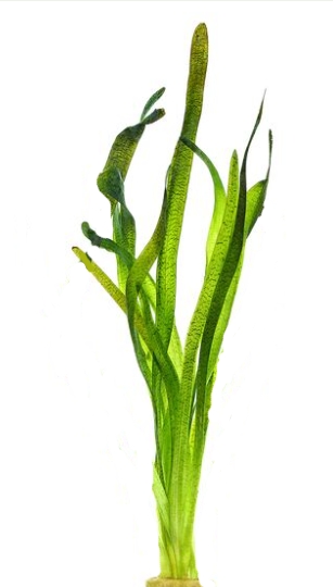 Vallisneria australis