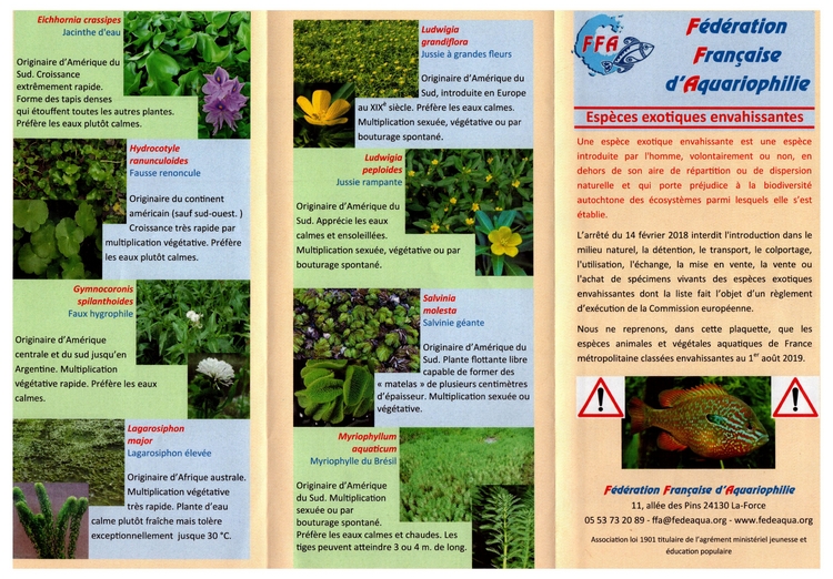 Flyer1