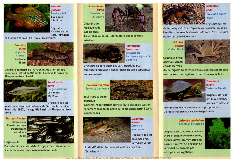 Flyer2
