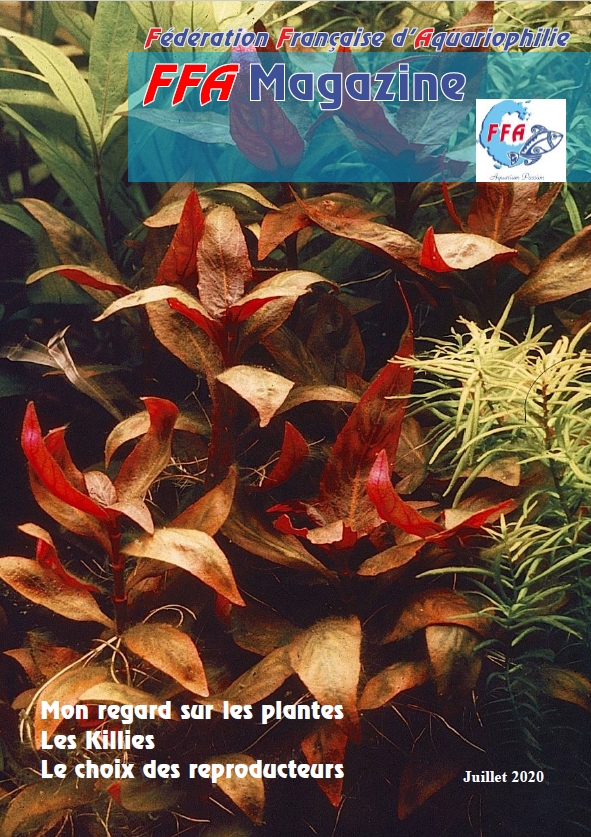 FFAMag0720