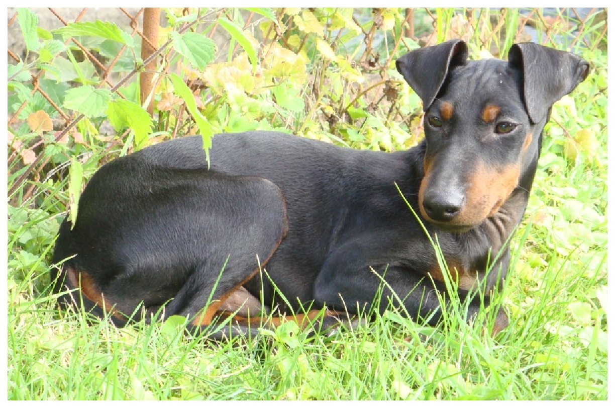 Manchester terrier (Sylvie Dupouy)