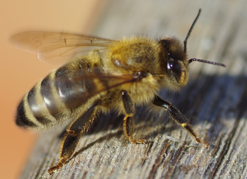 Abeille