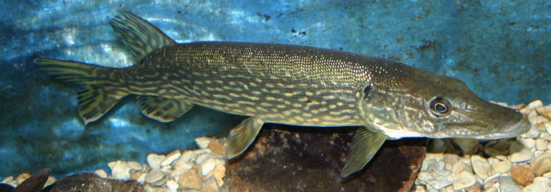 Brochet