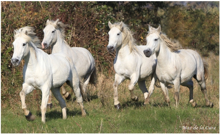 Cheval Camargue