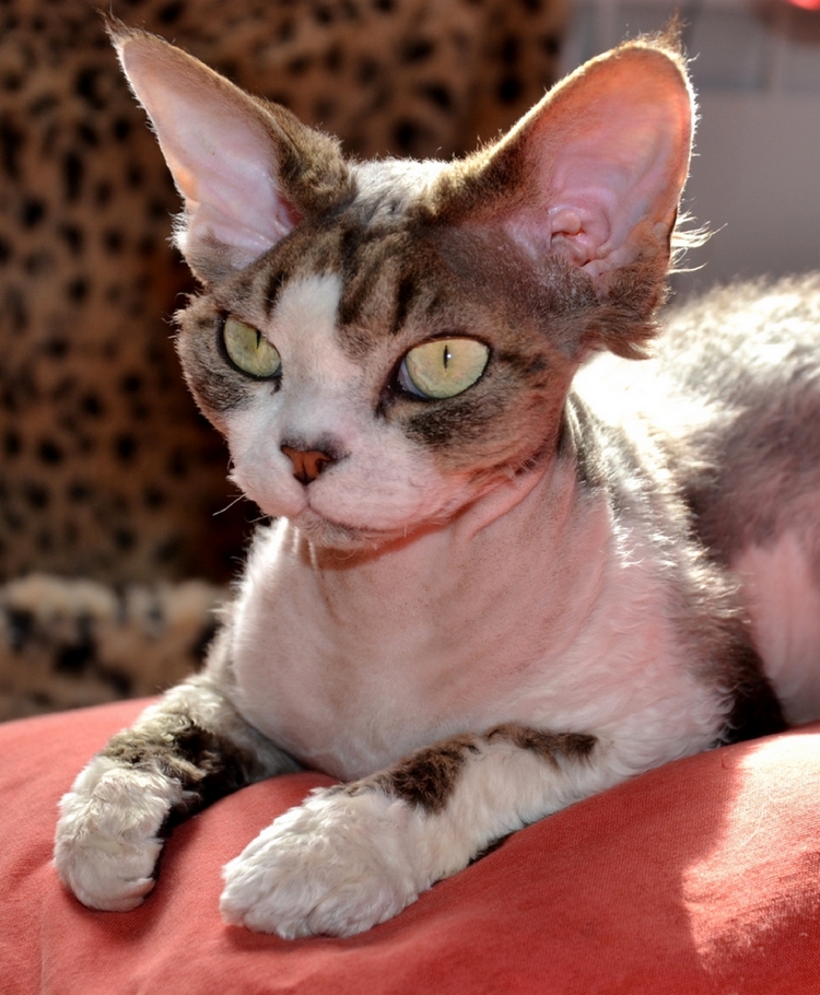 DEvonRex