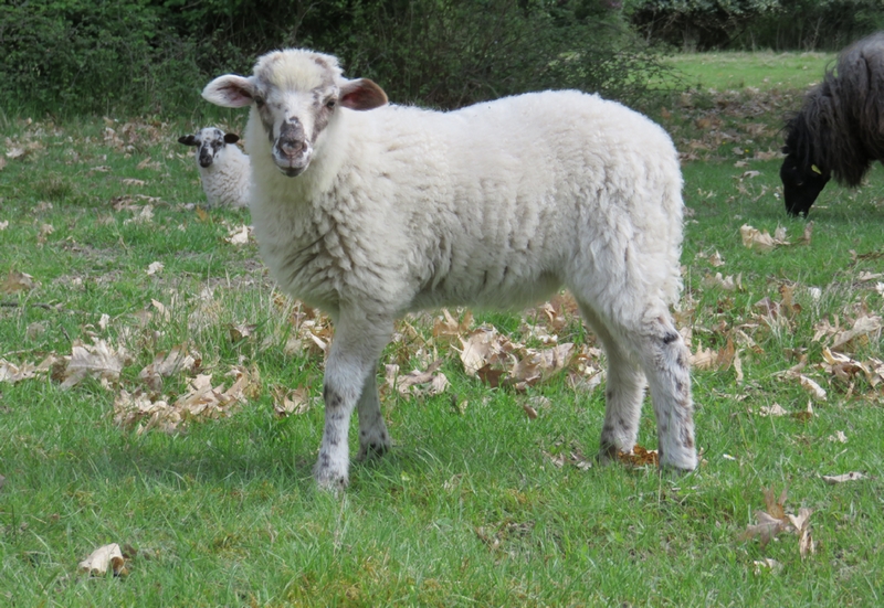 Mouton landais