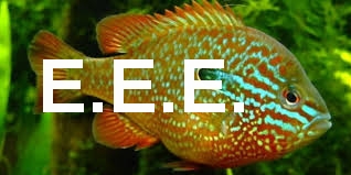 EEE