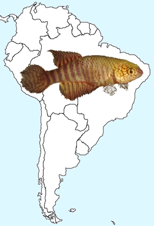 KilliAmSud